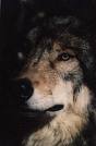 D@rK_WoLF